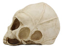 Ebros Roswell UFO Alien Honeycomb Elongated Skull 8" Long Skeleton Head Figurine