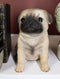 Ebros Lifelike Sitting Pug Dog Statue 6" Tall Pet Pal Figurine with Glass Eyes