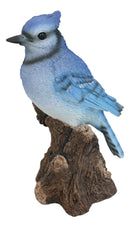 Pretty Blue Jay Perching on Tree Stump With Motion Activated Bird Sound Figurine