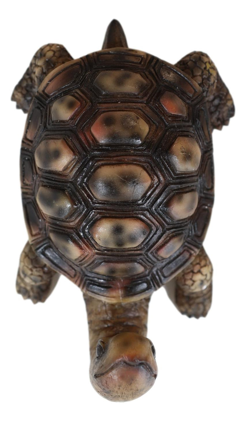 Nautical Marine Brown Long Necked Tortoise Rustic Wall Hook Hanger Figurine