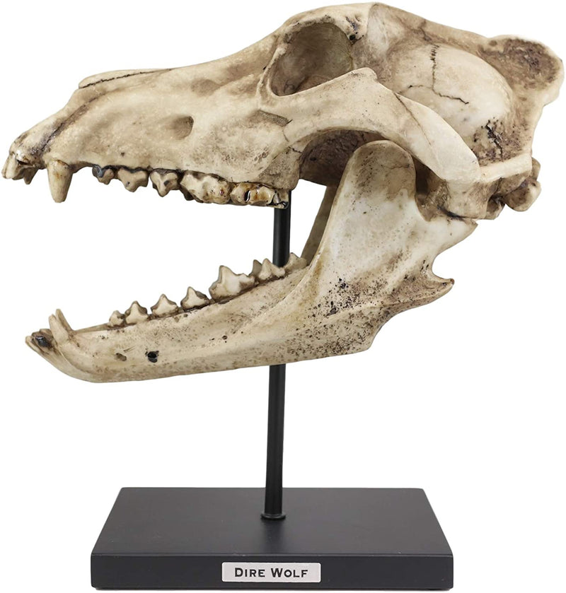 Ebros Direwolf Fossil Skull Statue On Pole Mount and Brass Name Plate 12.5" Long