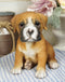 Ebros Lifelike Sitting Fawn Boxer Puppy Dog Figurine With Glass Eyes 6" H Pet Pal