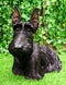 Large Lifelike Black Longhaired Scottish Highlands Terrier Statue Scottie Decor