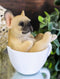 Realistic Mini French Bulldog Puppy Teacup Statue Pet Pal Dog Resin Figurine