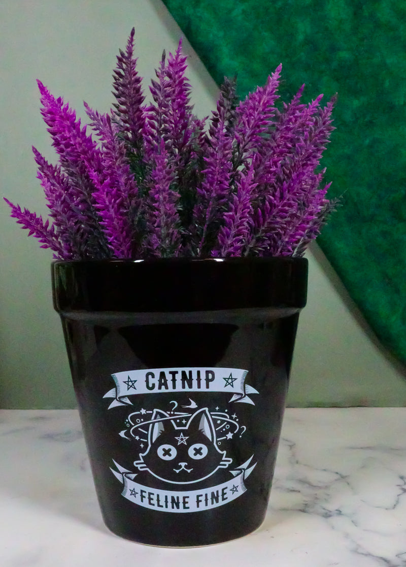 catnip plant pot Catnip Feline Fine Pentagram Black Cat Wicca Witch Flower Herbs Plante– Ebros Gift
