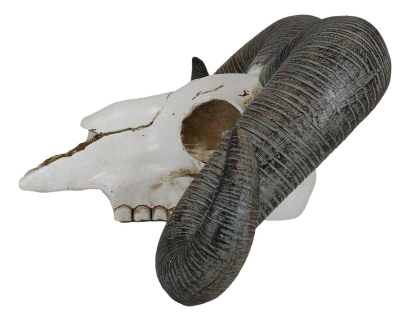Rustic Majestic Texas Corsican Ram Skull With Horns Wall Decor Trophy 13"Wide