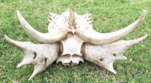 Large Elder Dragon Skull Statue Legendary Erathia Fossil Skeleton 18"L Figurine - Ebros Gift