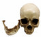 Anatomical Homosapien Jointed Skull With Removable Jaw Figurine Bone Science 7"L