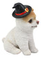 Halloween Boo The World's Cutest Pomeranian Dog Statue Pet Pal Dogs Collectible