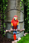 Ebros Hanging Scarlet Macaw Parrot Perching on Branch in Metal Round Ring Figurine 13.5" H