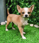 Lifelike Shorthair Deer Head Chihuahua Dog Statue 9.5"Long With Glass Eyes