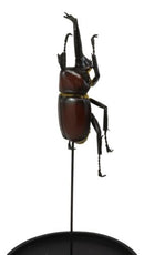 Entomology Rhino Beetle Faux Taxidermy Sculpture in Victorian Glass Dome Cloche