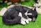 Realistic Sleeping Tuxedo Black and White Cat 10" Feline Pet Pal Kitten Figurine
