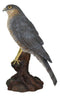 Realistic Hand Painted Eurasian Sparrowhawk Perching On Tree Stump Figurine