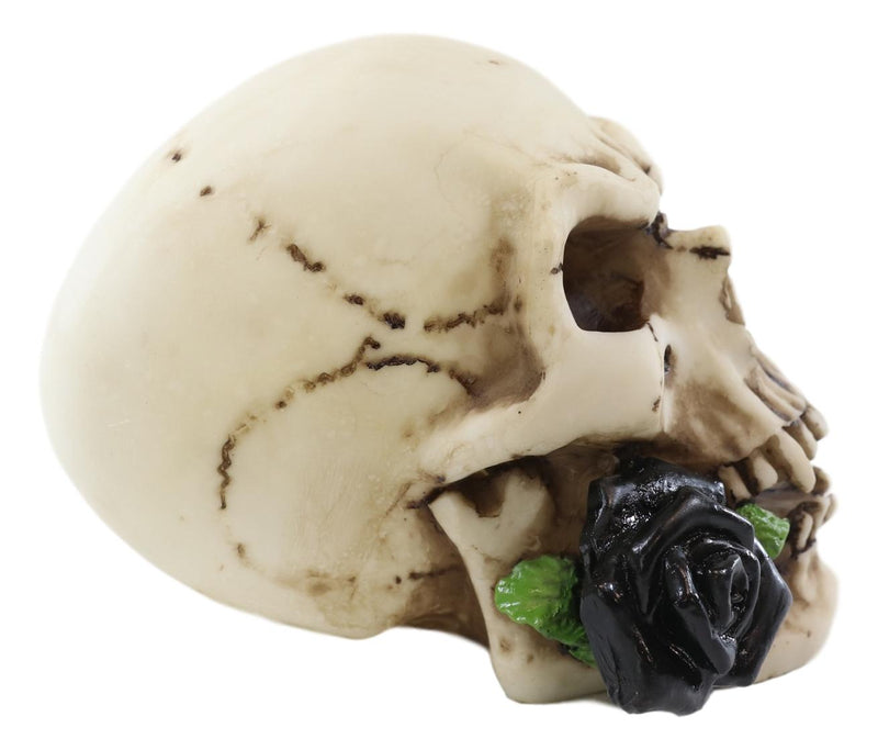 Ebros Black Tango Vampire Skull Biting Pale Rose Stalk Figurine 5"L Ossuary