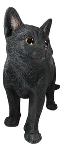Large Lifelike Mystical Standing Black Cat Kitten Statue With Glass Eyes15"L
