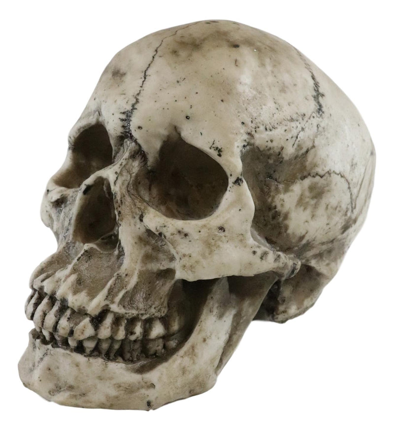 Ebros Large Ossuary Adult Homosapien Skull Decorative Figurine 8.5"L