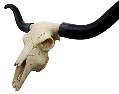 Ebros Texas Longhorn Steer Cattle Cow Skull Wall Hanging Plaque Figurine 21"L - Ebros Gift
