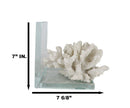 Nautical Coastal Marine White Sea Finger Corals Acrylic Glass Bookends Set