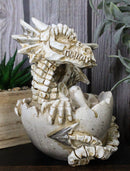 Ebros 4.5" Long Skeleton Bone Wyrmling Dragon Hatchling From Egg Statue Figurine - Ebros Gift