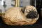 Ebros Realistic Pug Dog Sleeping In Wicker Basket Statue Pet Pal Pugsy Figurine