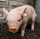 Large Adorable Realistic Animal Farm Babe Pig Piglet Statue 15"L Rustic Decor