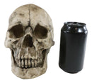 Ebros Large Ossuary Adult Homosapien Skull Decorative Figurine 8.5"L