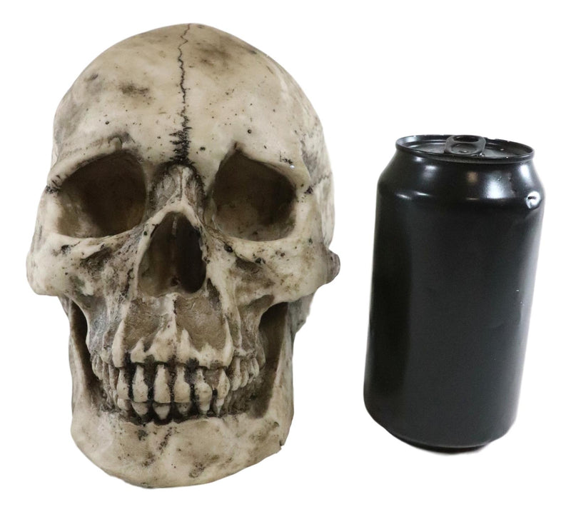 Ebros Large Ossuary Adult Homosapien Skull Decorative Figurine 8.5"L