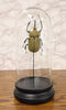 Ebros Exotic Entomology Beetle Faux Taxidermy Sculpture in Victorian Glass Dome Cloche Display Educational 3D Model Or As Mantelpiece Shelf Table Decoration Museum Gallery Figurine (Elephant)