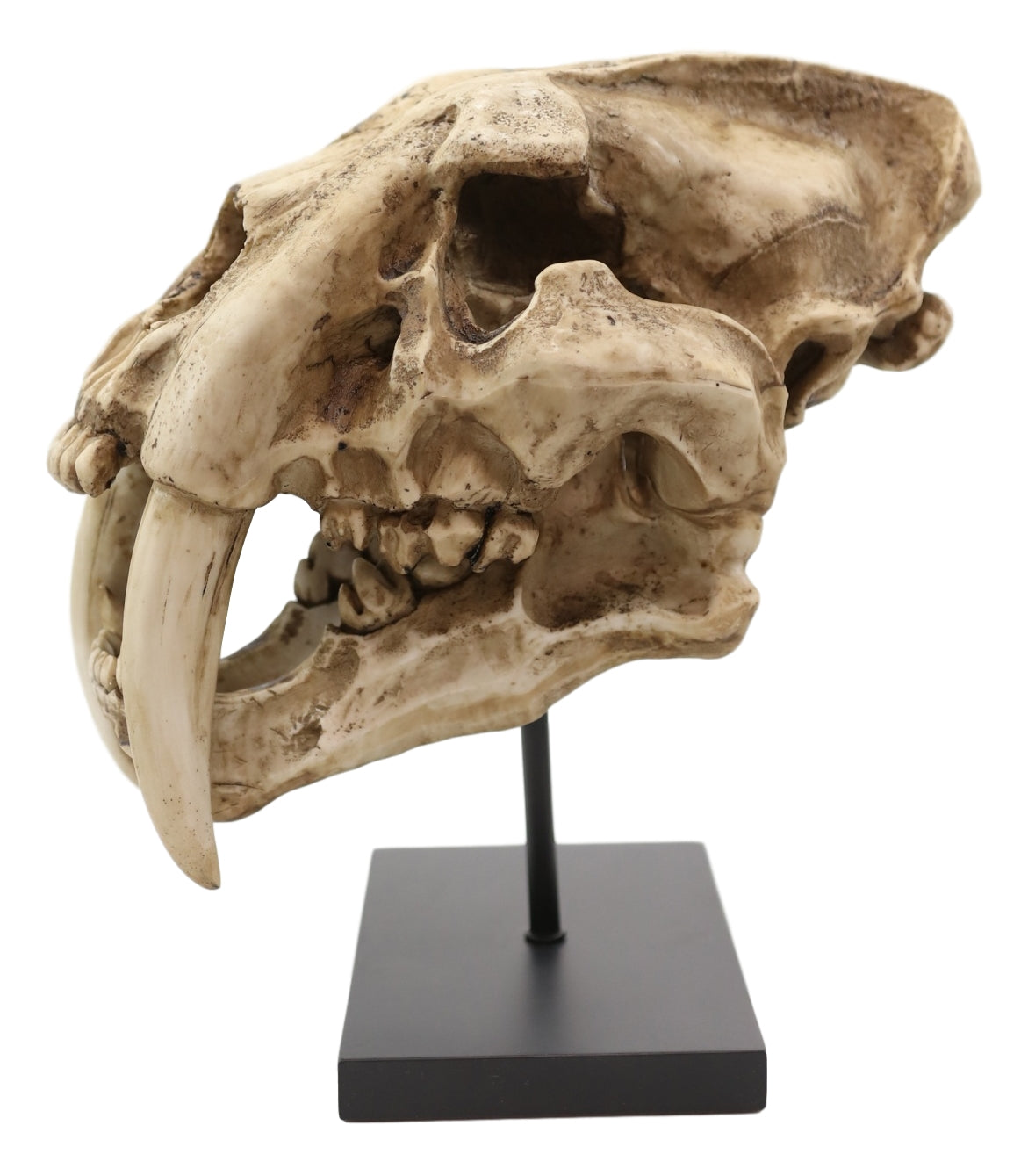Sabertooth Tiger Cat Fossil Skull Skeleton Replica Statue With Museum Pole Mount - Ebros Gift