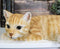 Lifelike Perching Orange Tabby Cat Shelf Sitter Statue 13.25"L Decor Cats Kitten