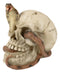 Ebros Cranium Skeleton Cobra Snake Habitat Skull Statue Figurine 4.25"H
