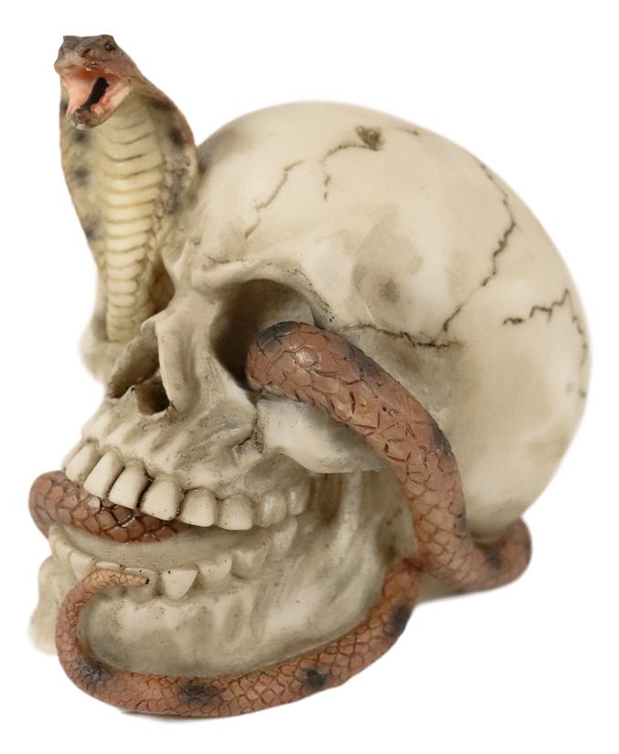 Ebros Cranium Skeleton Cobra Snake Habitat Skull Statue Figurine 4.25"H