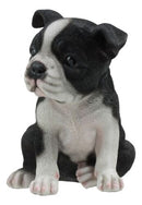 Realistic Miniature Boston Terrier Puppy Statue 6.25"Tall Animal Dog Collectible