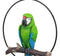 Hanging Military Macaw Parrot Perching on Branch in Metal Round Ring 13.5"H
