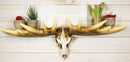 Rustic Western Moose Elk Skull With Point Hook Antlers Wall Floating Shelf 22"L