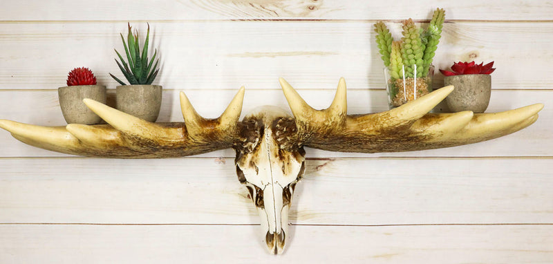Rustic Western Moose Elk Skull With Point Hook Antlers Wall Floating Shelf 22"L