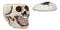 Ebros Large Ceramic Homosapien Jointed Human Skull Cookie Jar Figurine 9.25" L