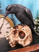 Foreboding Dark Crow Raven On Skull Statue 5"Tall Ossuary Scavenger Raven Bird