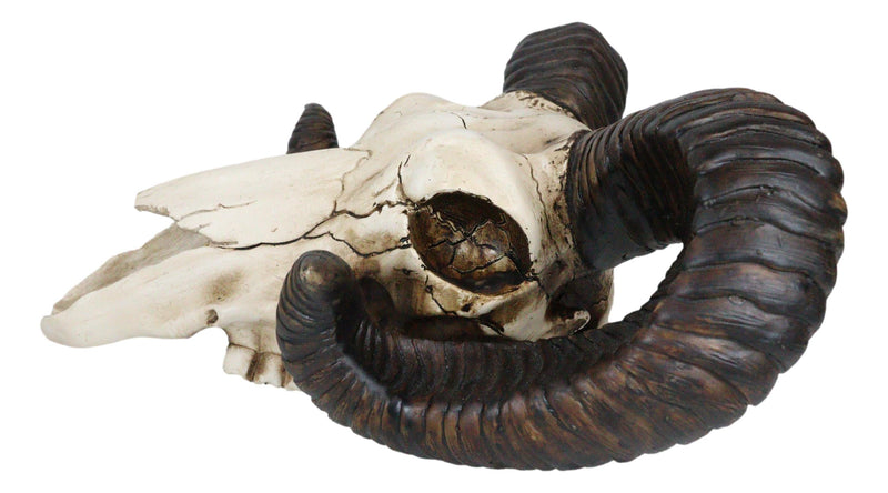 Large Bighorn Ram Skull Wall Decor 11" Wide Taxidermy Hanging Sculpture Plaque