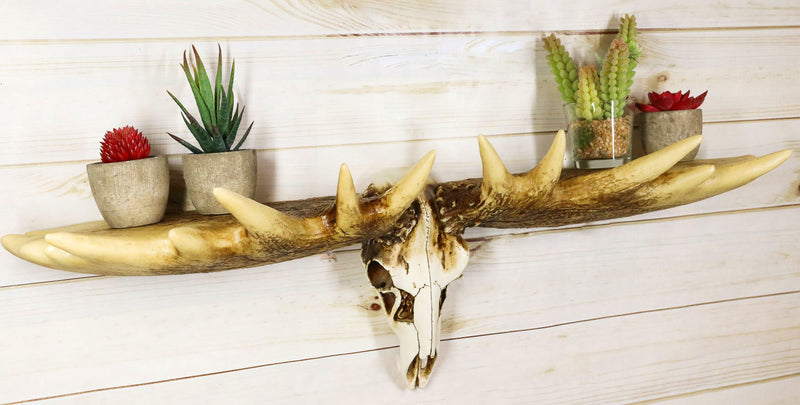 Rustic Western Moose Elk Skull With Point Hook Antlers Wall Floating Shelf 22"L