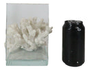 Nautical Coastal Marine White Sea Finger Corals Acrylic Glass Bookends Set