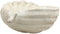 Ebros 16" Long Nautical Ocean Giant Sea Tun Shell Display Container Dish Bowl - Ebros Gift