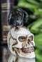 Ossuary Macabre Harbinger Of Doom Black Raven Crow Bird On Skull Mini Figurine