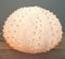 15"D Beach Ocean White Sea Urchin Shell Light Up Frosted Glass Natural Sandstone