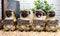 Ebros Pug Life Adorable Chubby Pugs Holding Signs Figurine Set 4"H Sitting Pugs