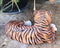 Large Royal Bengal Tiger Resting Gracefully 15.5" Long Statue Home Garden Decor