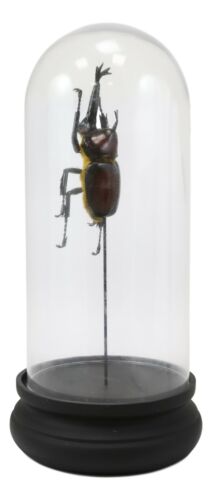 Entomology Rhino Beetle Faux Taxidermy Sculpture in Victorian Glass Dome Cloche