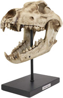 Ebros Direwolf Fossil Skull Statue On Pole Mount and Brass Name Plate 12.5" Long