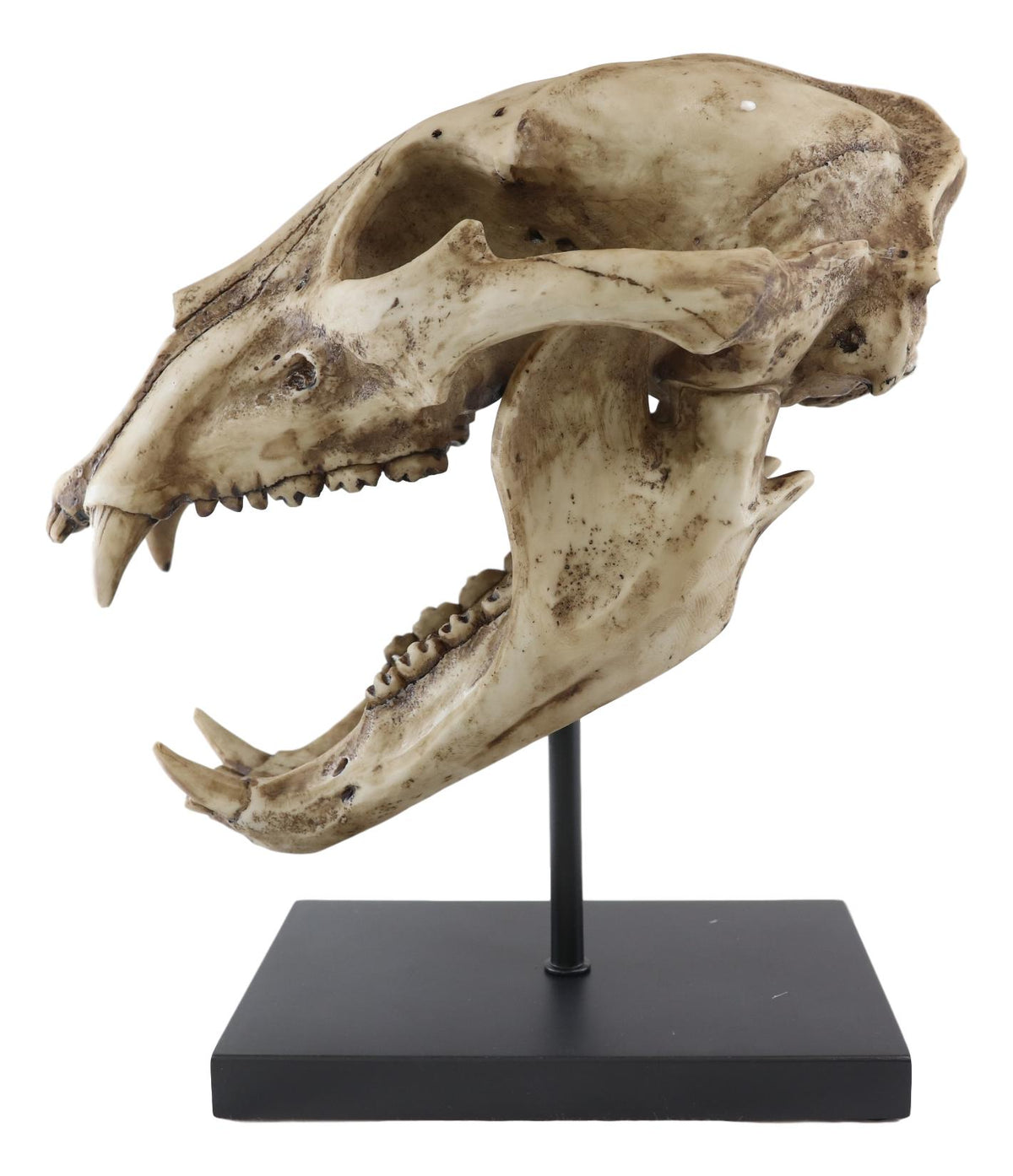 Ebros Faux Taxidermy Black Bear Skull Baring Teeth Statue On Pole Mount Display